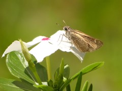Hesperiinae