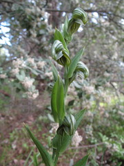 Pterostylis orbiculata