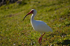 Eudocimus albus