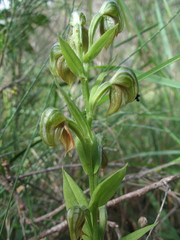 Pterostylis orbiculata