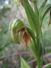 Pterostylis orbiculata