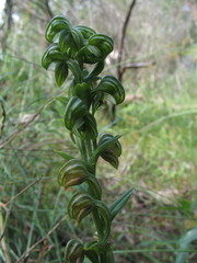 Pterostylis orbiculata