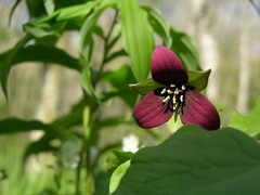 Trillium sulcatum