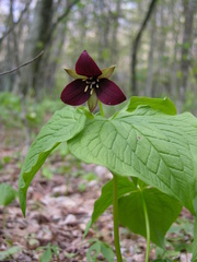 Trillium sulcatum