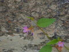 Magnoliopsida