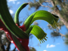 Anigozanthos manglesii manglesii