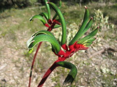 Anigozanthos manglesii manglesii