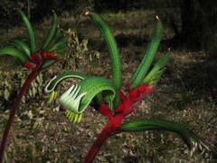 Anigozanthos manglesii manglesii