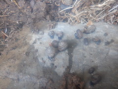 Triodopsis tridentata