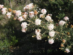 Grevillea crithmifolia