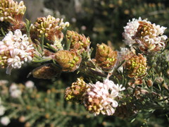 Grevillea crithmifolia