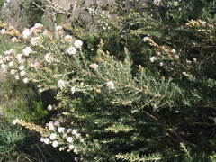 Grevillea crithmifolia