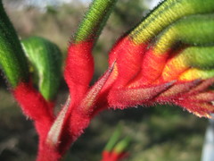 Anigozanthos manglesii manglesii