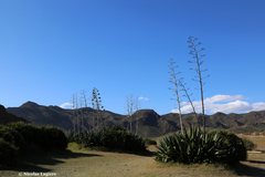 Agave fourcroydes