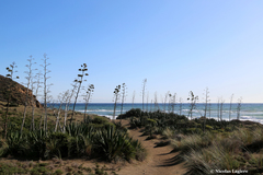 Agave fourcroydes