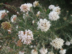 Grevillea crithmifolia