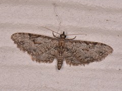 Eupithecia bolterii