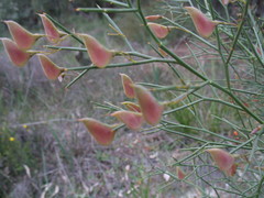 Daviesia divaricata