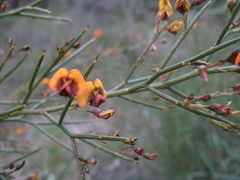 Daviesia divaricata