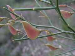 Daviesia divaricata