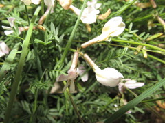 Astragalus corniculatus