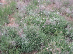 Astragalus corniculatus