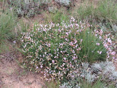 Astragalus corniculatus