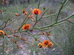 Daviesia divaricata