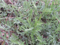 Astragalus corniculatus