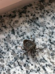 Halyomorpha halys