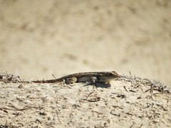 Sceloporus cozumelae