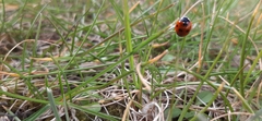 Coccinella septempunctata