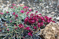 Anabasis brevifolia