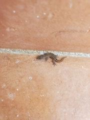 Sphaerodactylus nicholsi