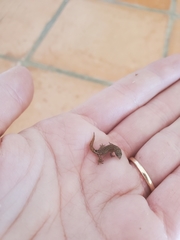 Sphaerodactylus nicholsi