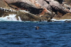 Sula leucogaster brewsteri