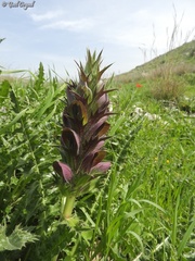Acanthus syriacus