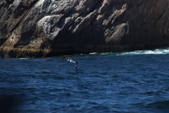 Sula leucogaster brewsteri