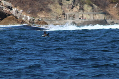 Sula leucogaster brewsteri