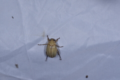 Anomala viridisericea