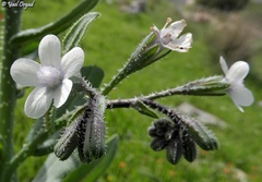 Anchusa strigosa