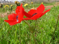Anemone coronaria