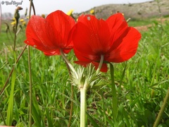 Anemone coronaria