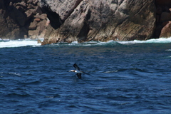 Sula leucogaster brewsteri