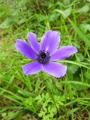 Anemone coronaria
