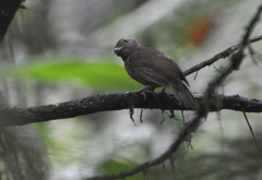 Thamnophilus murinus