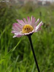 Bellis sylvestris