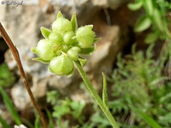 Calendula pachysperma