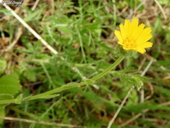Calendula pachysperma