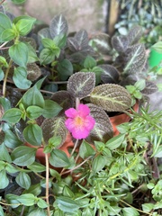 Episcia cupreata